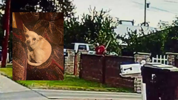 Chihuahua beaten to death caught on camera leaves Peoria family in shock